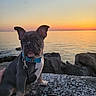 puppy, dog, blue_collar, sunset, ocean, water, rocks, outdoor, animal, pet, sky, nature, leash, hand, evening, calm, scenery, cute, portrait, serene