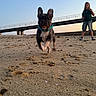 puppy, dog, running, beach, sand, child, bridge, sunset, outdoor, sky, casual_clothing, playful, motion_blur, collar, pet, young, fun, nature, daylight, vacation