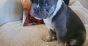 Boorik participe au concours pour gagner de l'argent avec cette photo : puppy, dog, blue_eyes, couch, blanket, pillow, indoor, pet, cute, small_dog, fur, animal, sitting, cozy, home, decor, furniture, colorful, expression, portrait