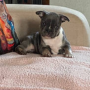 Boorik a rejoint le concours — aidez-le/la à gagner de superbes lots ! puppy, dog, blanket, couch, indoor, pet, cute, small_dog, fur, animal, relaxing, home, comfort, soft_texture, colorful_pillow, resting, ears, face, paw, table