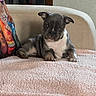 puppy, dog, blanket, couch, indoor, pet, cute, small_dog, fur, animal, relaxing, home, comfort, soft_texture, colorful_pillow, resting, ears, face, paw, table