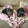 cat, dog, blanket, couch, pet, furry, cozy, indoor, relaxed, animal, companion, resting, living_room, pink, gray_cat, small_dog, home, snuggle, fur, cute