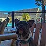 Boorik a rejoint le concours — aidez-le/la à gagner de superbes lots ! animal, building, chair, collar, daylight, dog, ears, face, french_bulldog, leash, outdoor, palm_tree, pet, pool, relaxation, sky, table, vacation, window, wooden_furniture