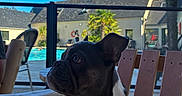 Boorik participe au concours pour gagner de l'argent avec cette photo : animal, boston_terrier, building, canine, chair, collar, daylight, dog, furniture, leash, outdoor, palm_tree, pet, pool, relaxation, side_view, sky, summer, vacation, wooden_furniture