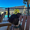 animal, boston_terrier, building, canine, chair, collar, daylight, dog, furniture, leash, outdoor, palm_tree, pet, pool, relaxation, side_view, sky, summer, vacation, wooden_furniture