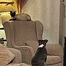 cat, dog, armchair, couch, lamp, living_room, pet, siamese_cat, small_dog, furniture, cozy, indoor, animal, pet_interaction, home_decor, blanket, pillow, warm_light, relaxing, domestic