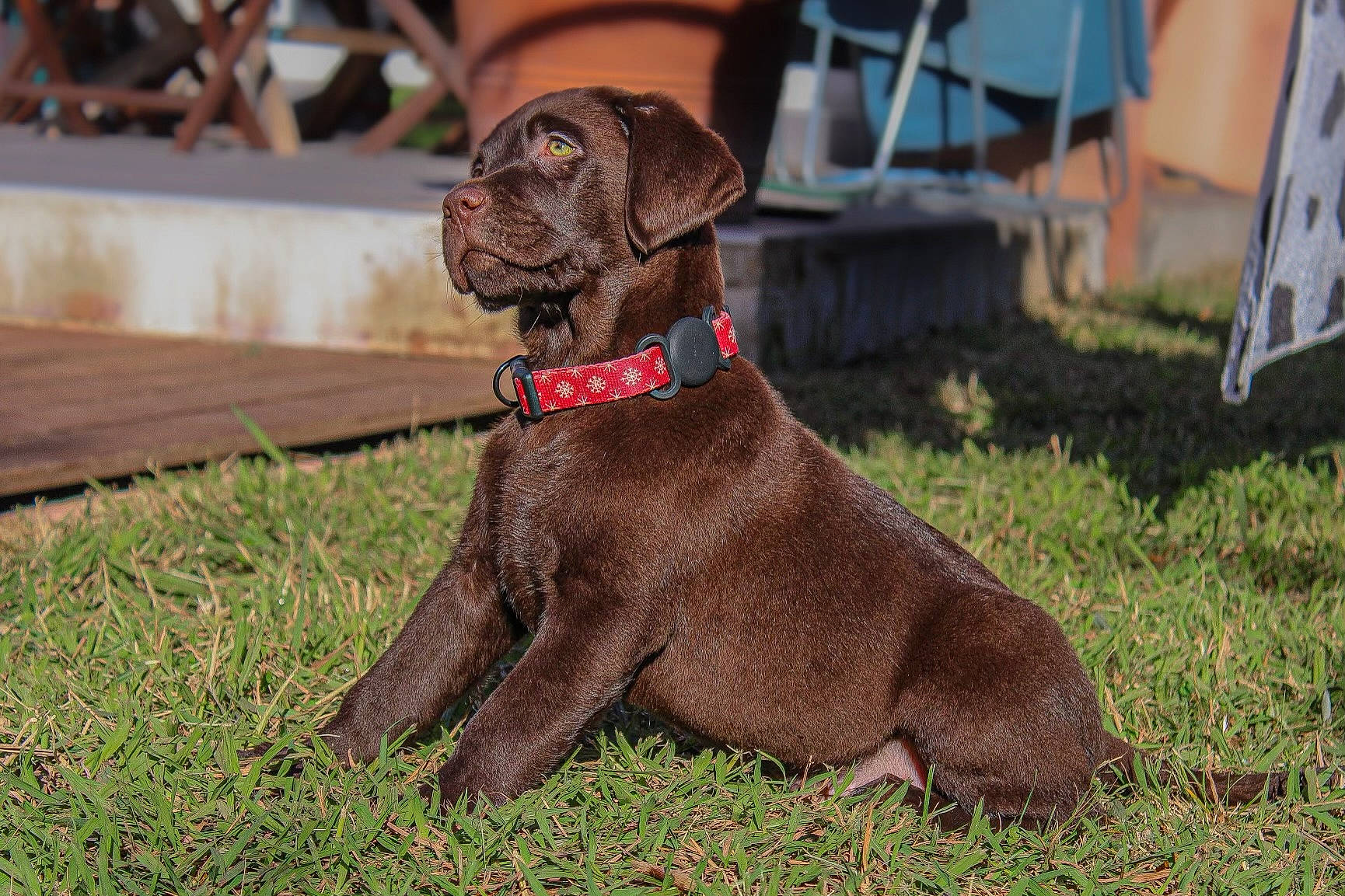 Végas participe au concours pour gagner de l'argent avec cette photo : canidae, carnivore, chair, collar, companion_dog, dog, dog_breed, dog_collar, dog_supply, fawn, grass, gun_dog, hunting_dog, liver, pet_supply, snout, sporting_group, tail, terrestrial_animal, working_animal