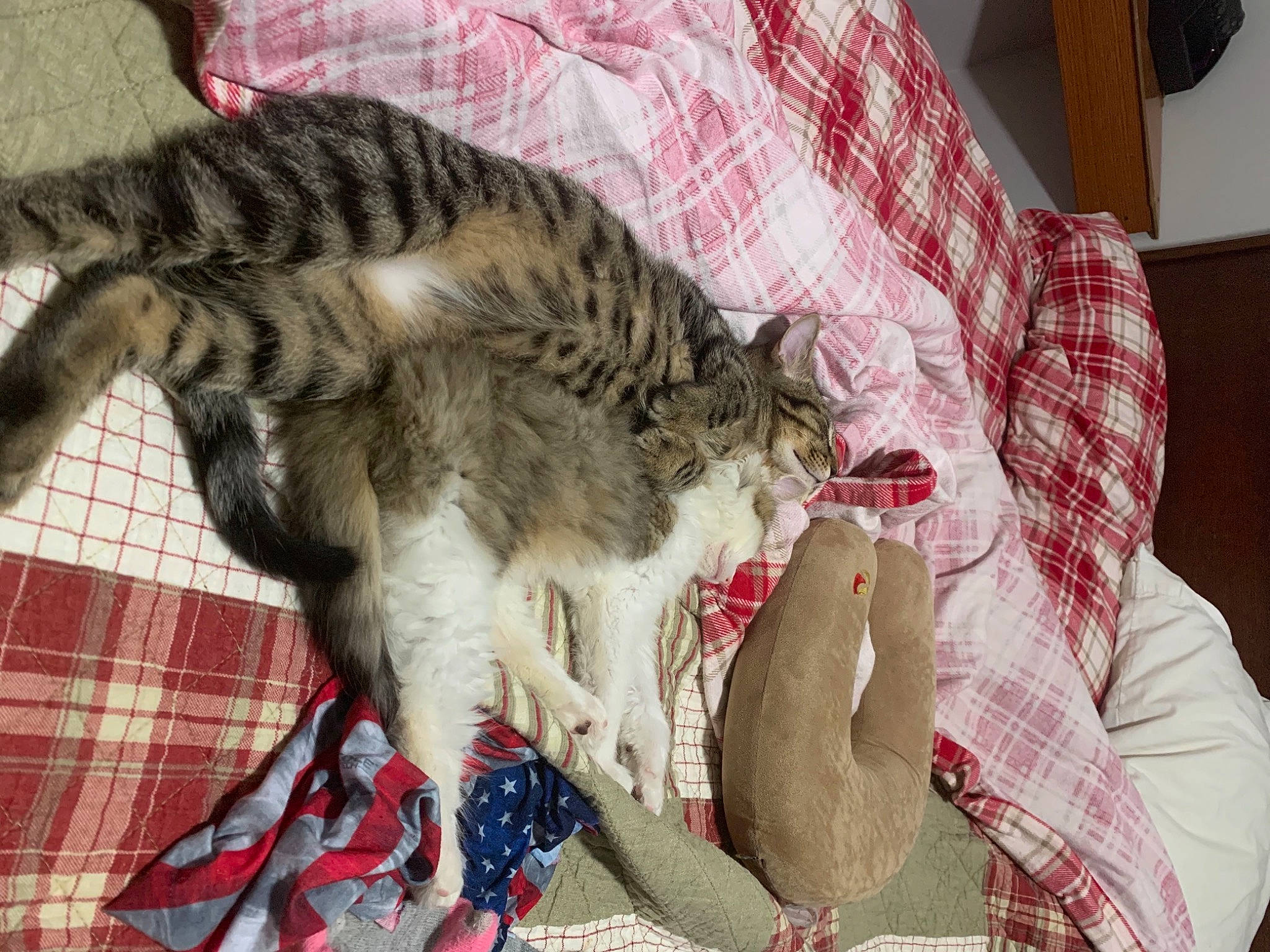 Damon joined the competition — help win amazing prizes! carnivore, cat, claw, comfort, domestic_short_haired_cat, felidae, fur, linens, pattern, paw, plaid, small_to_medium_sized_cats, snout, sporting_group, tail, tartan, terrestrial_animal, textile, whiskers, wildlife