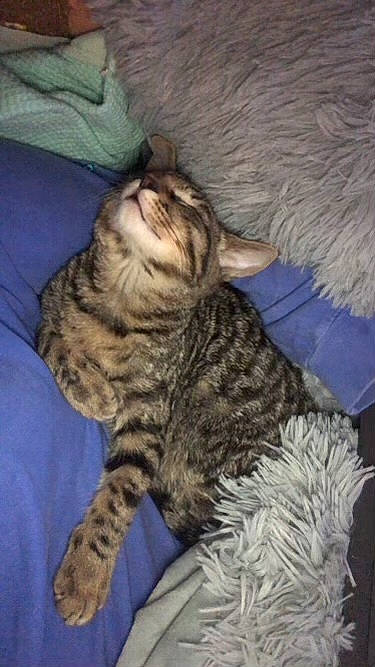 Damon joined the competition — help win amazing prizes! carnivore, cat, claw, comfort, domestic_short_haired_cat, fawn, felidae, fur, nap, paw, sleep, small_to_medium_sized_cats, tail, terrestrial_animal, whiskers