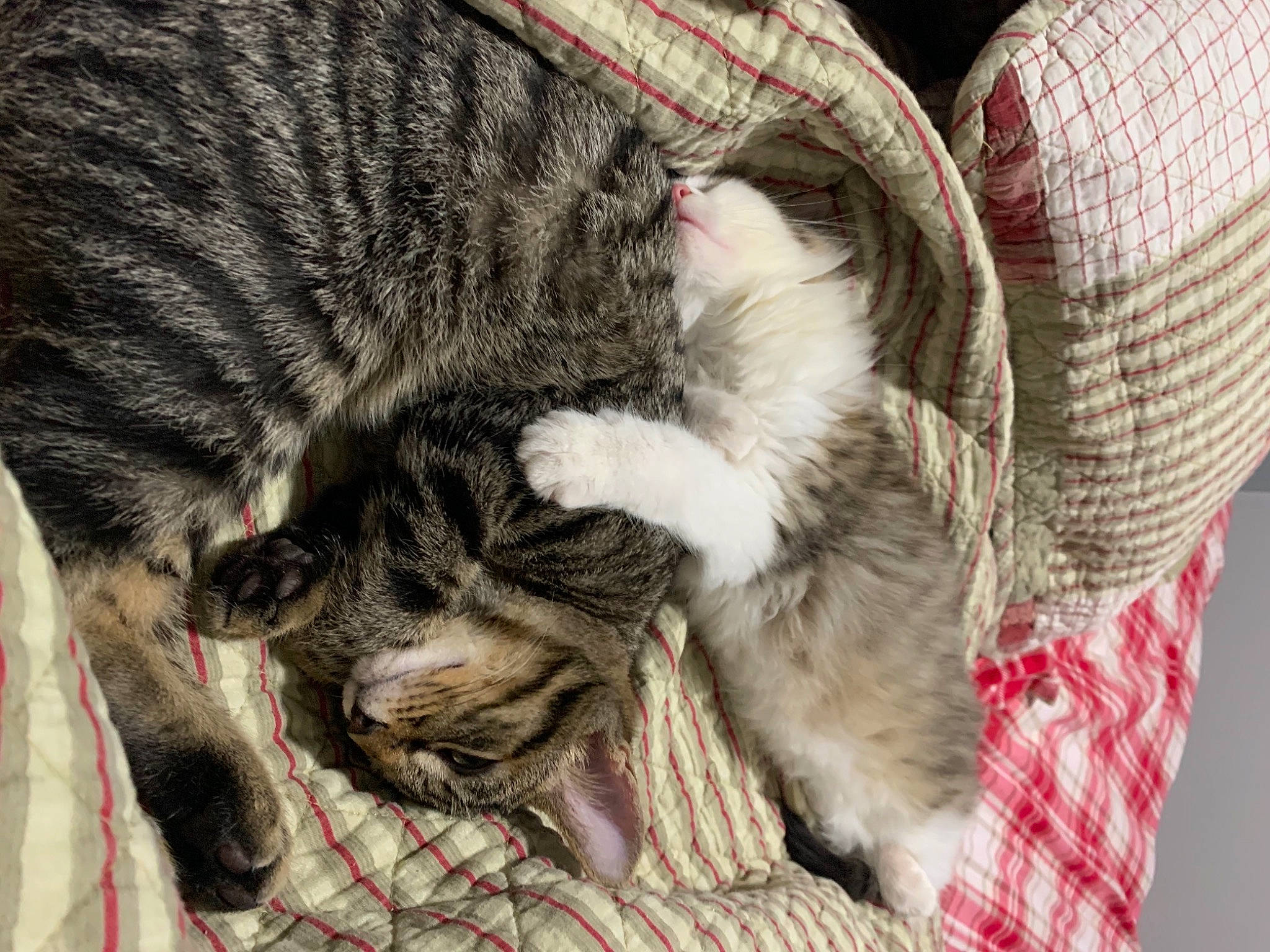 Damon joined the competition — help win amazing prizes! carnivore, cat, claw, comfort, domestic_short_haired_cat, fawn, felidae, fur, grey, nap, pattern, plaid, sleep, small_to_medium_sized_cats, snout, sporting_group, tail, tartan, textile, whiskers