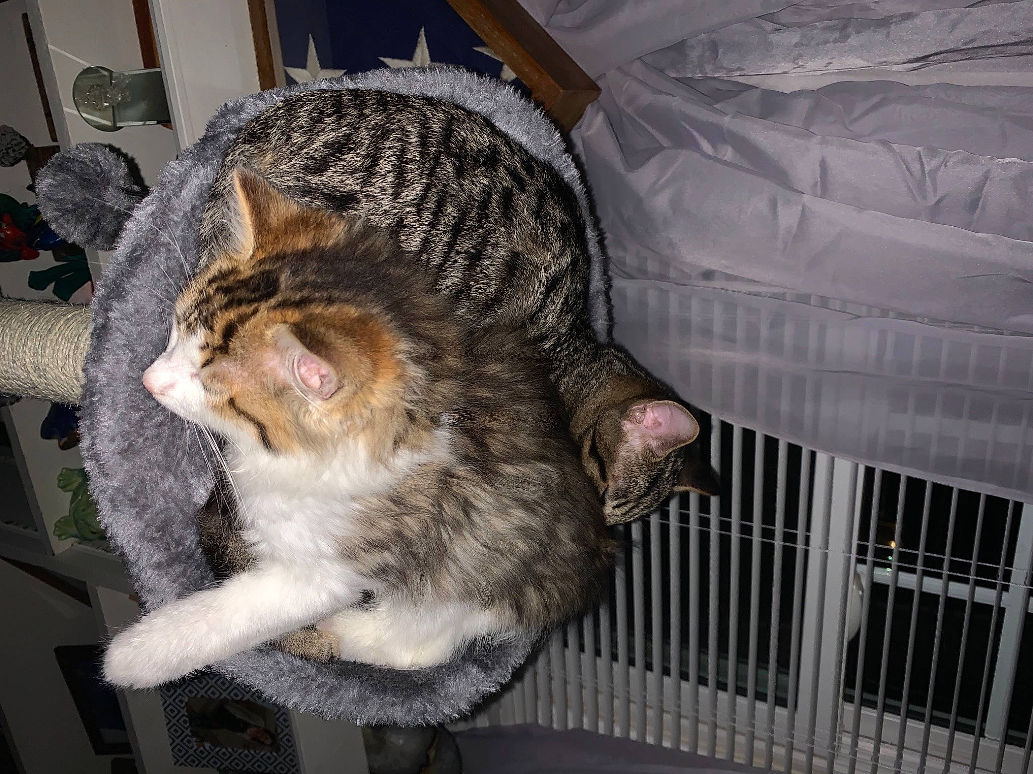 Damon is registered to the contest to win money with this photo: animal_shelter, carnivore, cat, claw, comfort, domestic_short_haired_cat, felidae, fur, nap, paw, pet_supply, sitting, sleep, small_to_medium_sized_cats, snout, tail, terrestrial_animal, whiskers