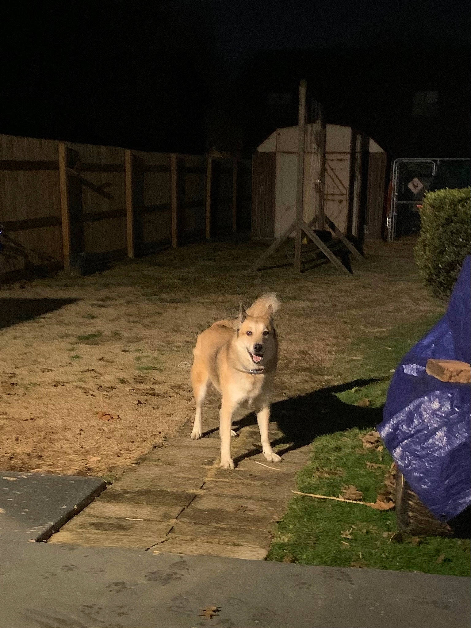 Camp joined the competition — help win amazing prizes! canidae, carnivore, companion_dog, darkness, dog, dog_breed, fawn, flooring, grass, midnight, night, plant, road_surface, shadow, sidewalk, snout, sporting_group, tail, tints_and_shades, wood