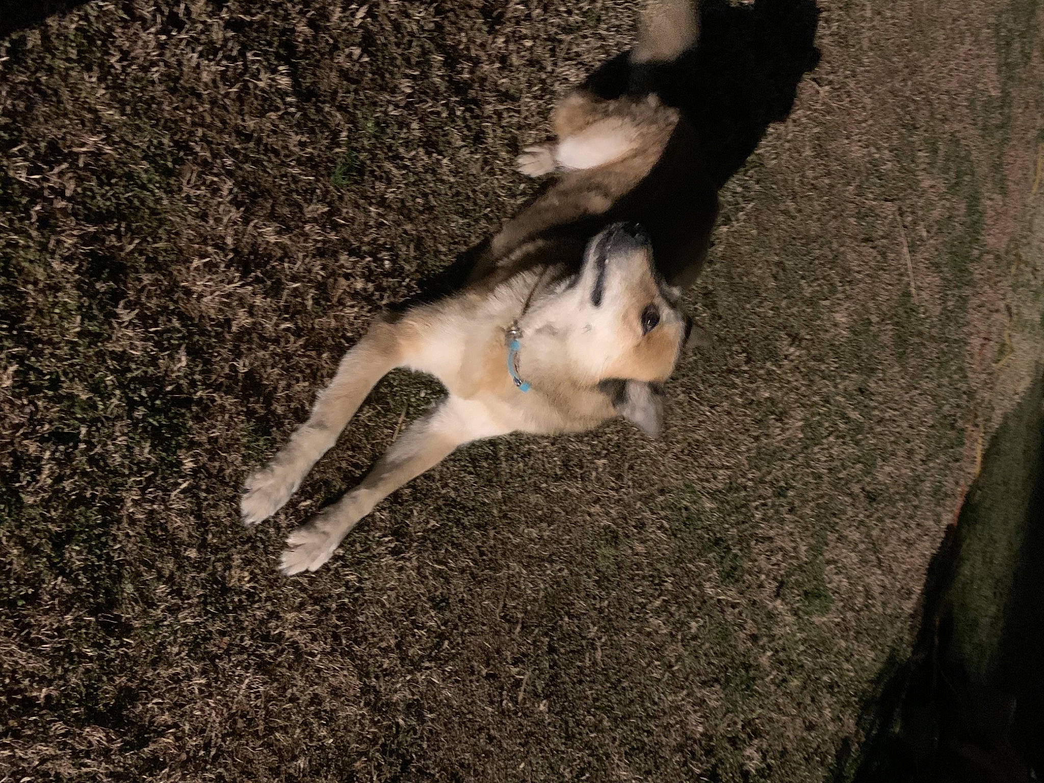 Camp joined the competition — help win amazing prizes! canidae, carnivore, companion_dog, dog_breed, fawn, flash_photography, foot, fur, grass, human_leg, monochrome_photography, paw, people_in_nature, shadow, sitting, soil, sporting_group, street_dog, tail, thigh