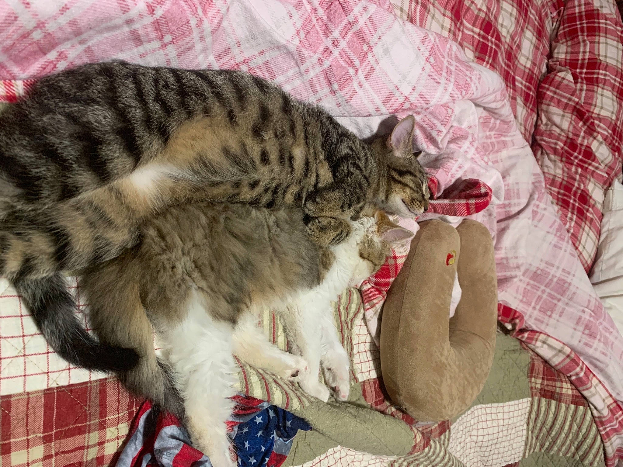 Gizmo joined the competition — help win amazing prizes! basket, carnivore, cat, claw, comfort, domestic_short_haired_cat, felidae, fur, linens, pattern, paw, plaid, room, small_to_medium_sized_cats, snout, tail, tartan, terrestrial_animal, whiskers, wildlife