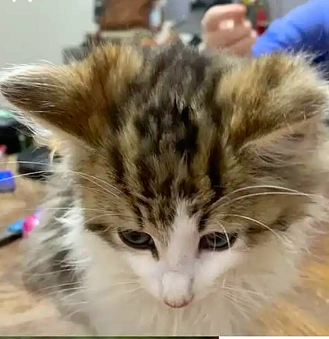 Gizmo is registered to the contest to win money with this photo: british_longhair, carnivore, cat, eye, fawn, felidae, flooring, fur, paw, small_to_medium_sized_cats, snout, tail, terrestrial_animal, whiskers