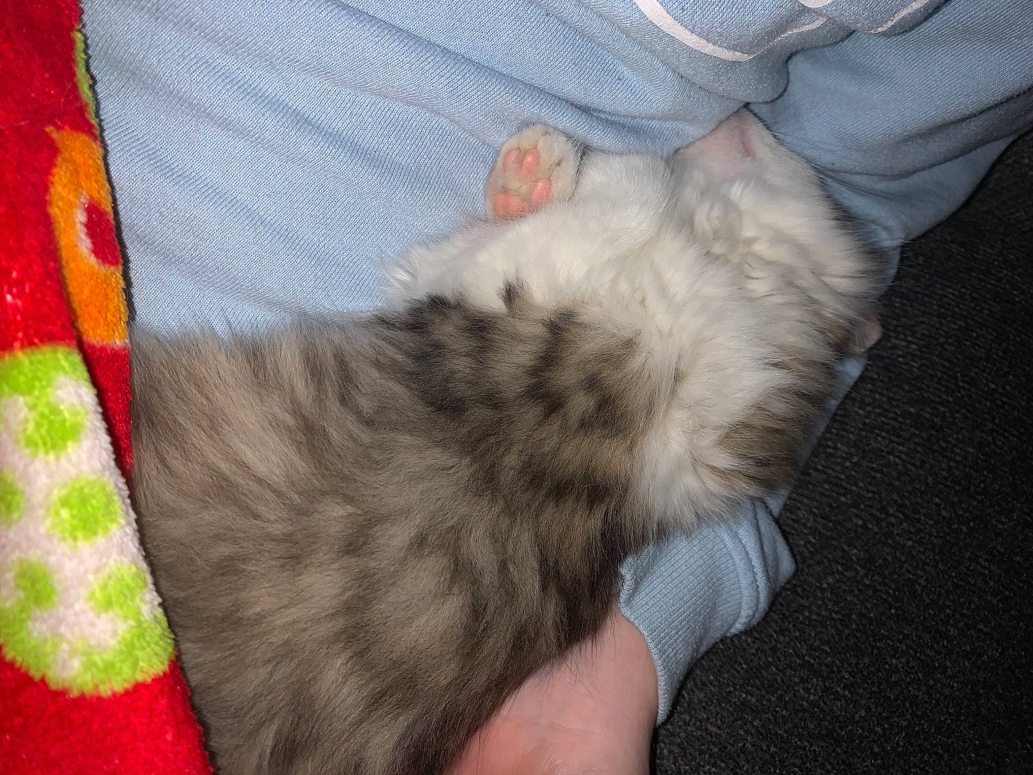 Gizmo joined the competition — help win amazing prizes! carnivore, cat, claw, comfort, domestic_short_haired_cat, felidae, foot, fur, nail, pattern, paw, plaid, small_to_medium_sized_cats, tail, whiskers