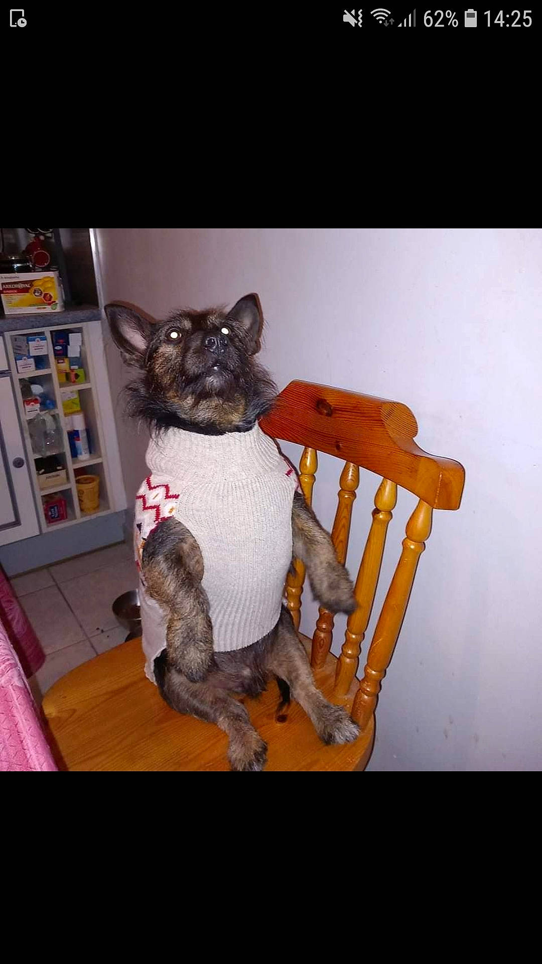 Nininnin a rejoint le concours — aidez-le/la à gagner de superbes lots ! armrest, carnivore, chair, collar, companion_dog, dog, dog_breed, dog_clothes, dog_supply, felidae, fur, koala, pet_supply, shelf, small_to_medium_sized_cats, stuffed_toy, tail, toy_dog, wood, working_animal