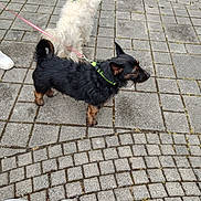 Ninininin a rejoint le concours — aidez-le/la à gagner de superbes lots ! dog, leash, pavement, stone, outdoor, pet, black_dog, white_dog, footwear, shoe, person, sidewalk, animal, walking, collar, curly_fur, small_dog, urban, daylight, nature