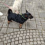 dog, leash, pavement, stone, outdoor, pet, black_dog, white_dog, footwear, shoe, person, sidewalk, animal, walking, collar, curly_fur, small_dog, urban, daylight, nature