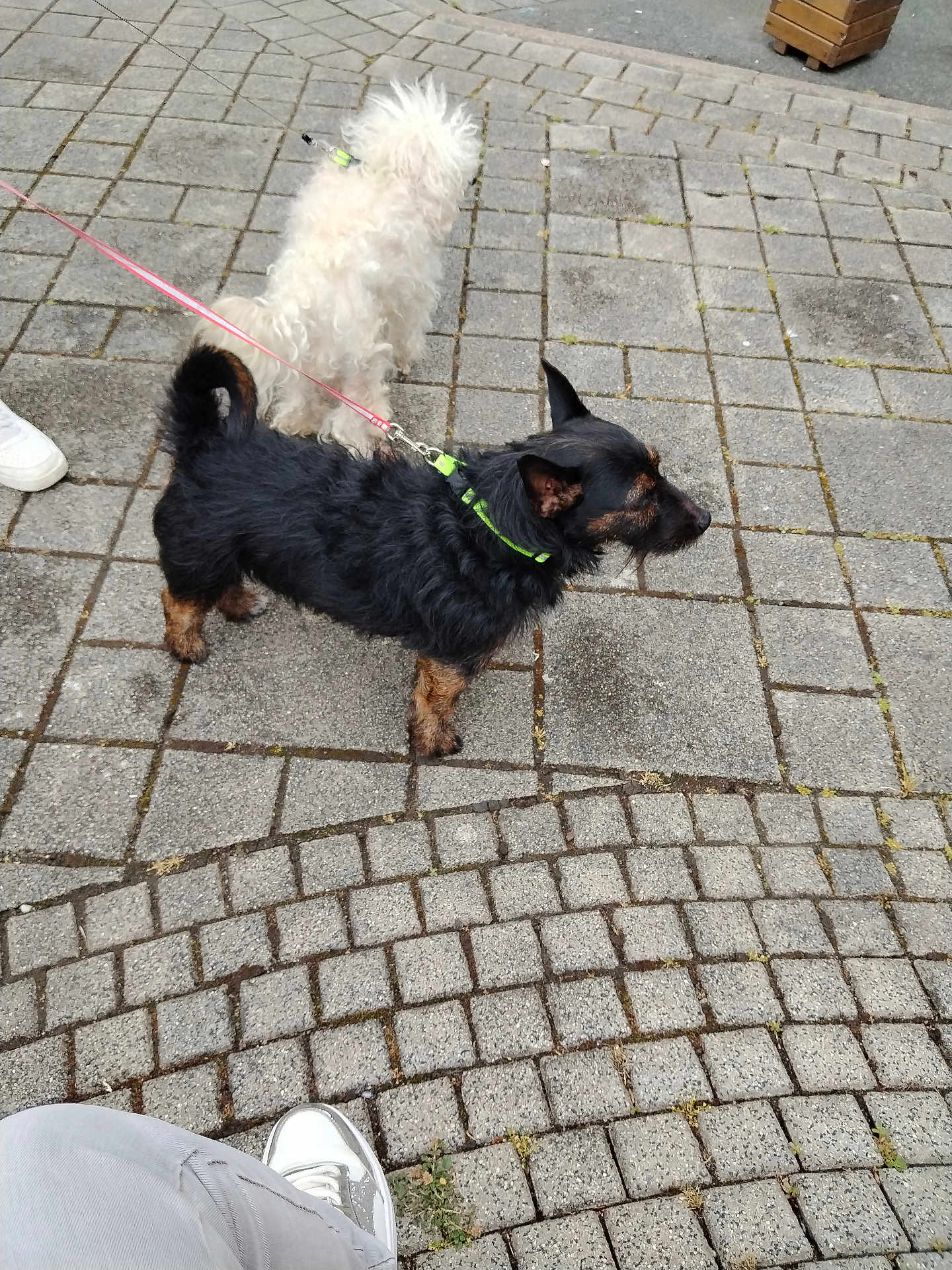 Ninininin a rejoint le concours — aidez-le/la à gagner de superbes lots ! dog, leash, pavement, stone, outdoor, pet, black_dog, white_dog, footwear, shoe, person, sidewalk, animal, walking, collar, curly_fur, small_dog, urban, daylight, nature