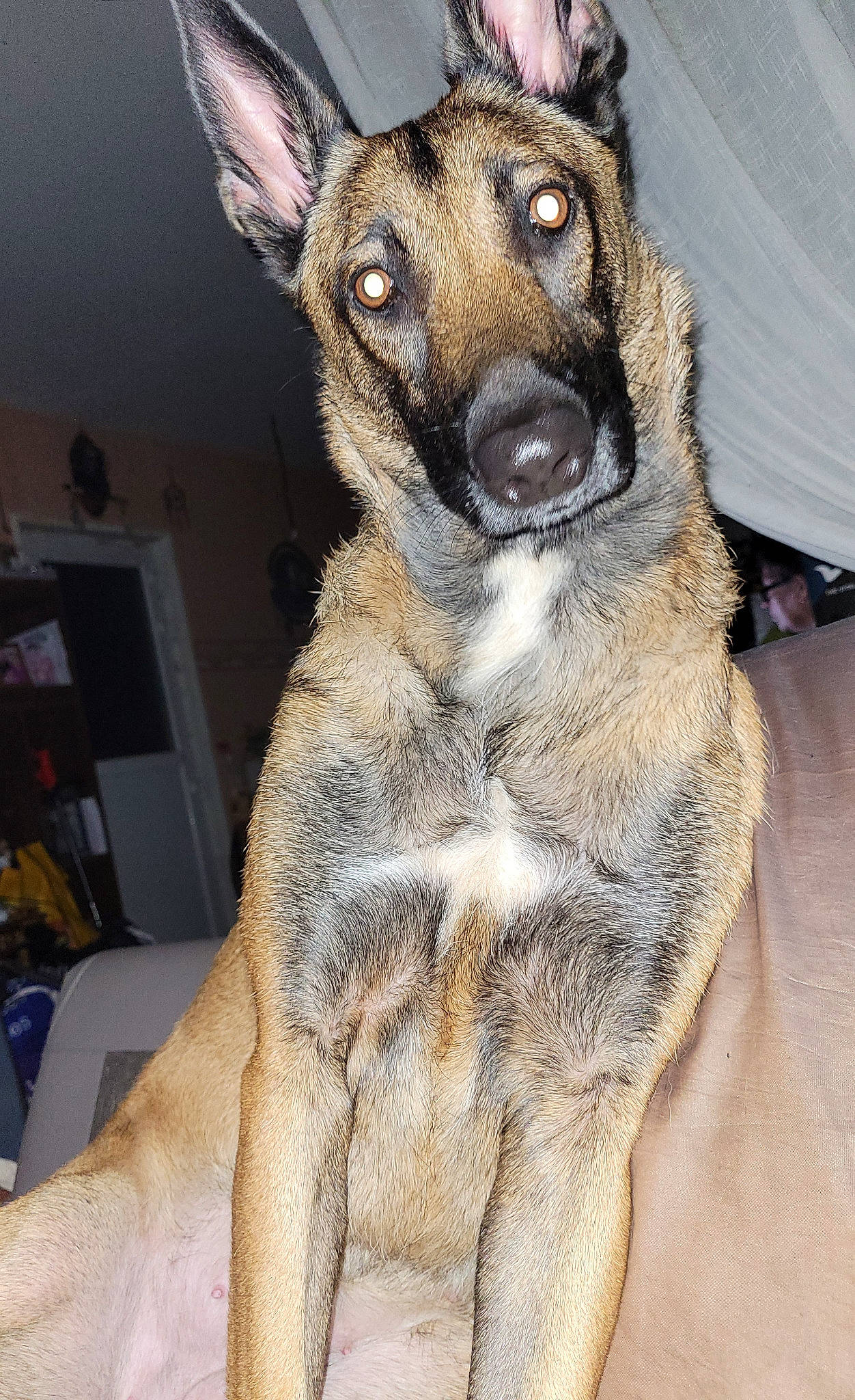 Raïka participe au concours pour gagner de l'argent avec cette photo : canidae, carnivore, collar, companion_dog, dog, dog_breed, ear, east_european_shepherd, fawn, fur, german_shepherd_dog, herding_dog, jaw, king_shepherd, old_german_shepherd_dog, snout, sporting_group, terrestrial_animal, whiskers, working_animal