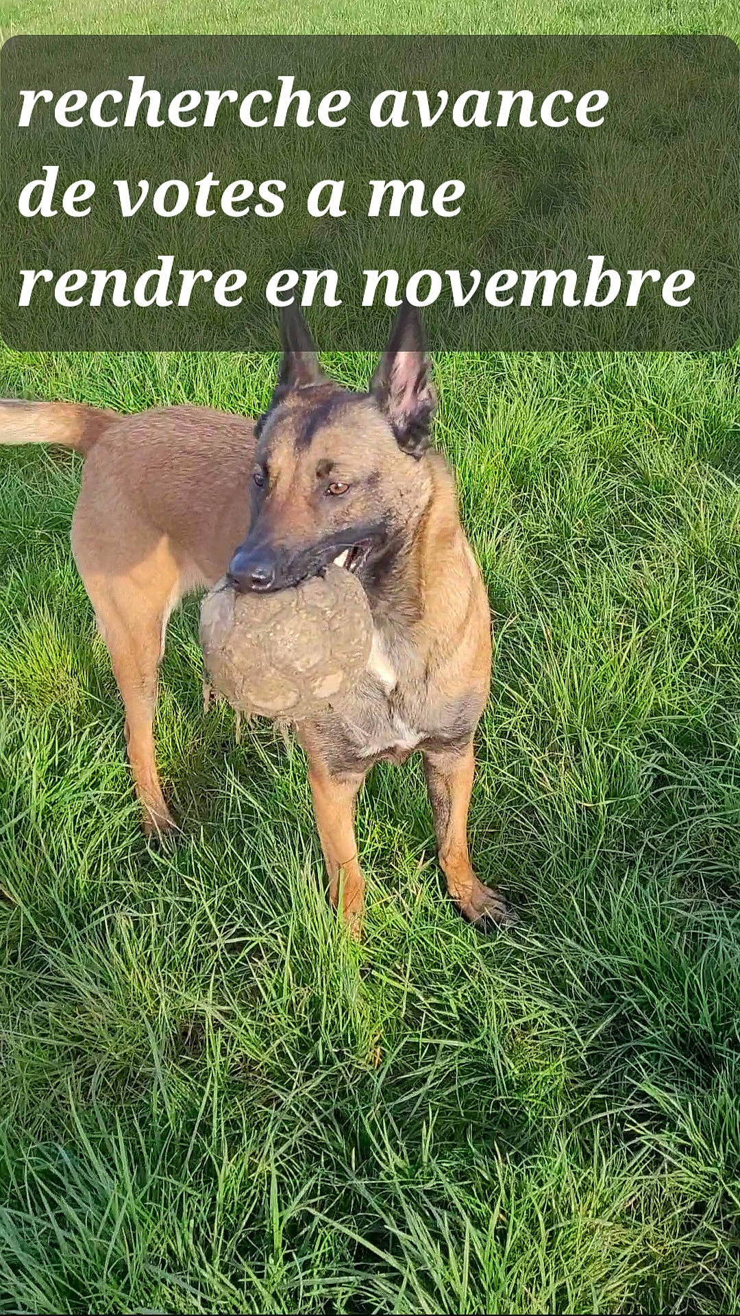 Raïka participe au concours pour gagner de l'argent avec cette photo : carnivore, companion_dog, dog, dog_breed, dog_supply, fawn, font, german_shepherd_dog, grass, guard_dog, happy, herding_dog, internet_meme, paw, photo_caption, snout, sporting_group, tail, terrestrial_animal, working_animal