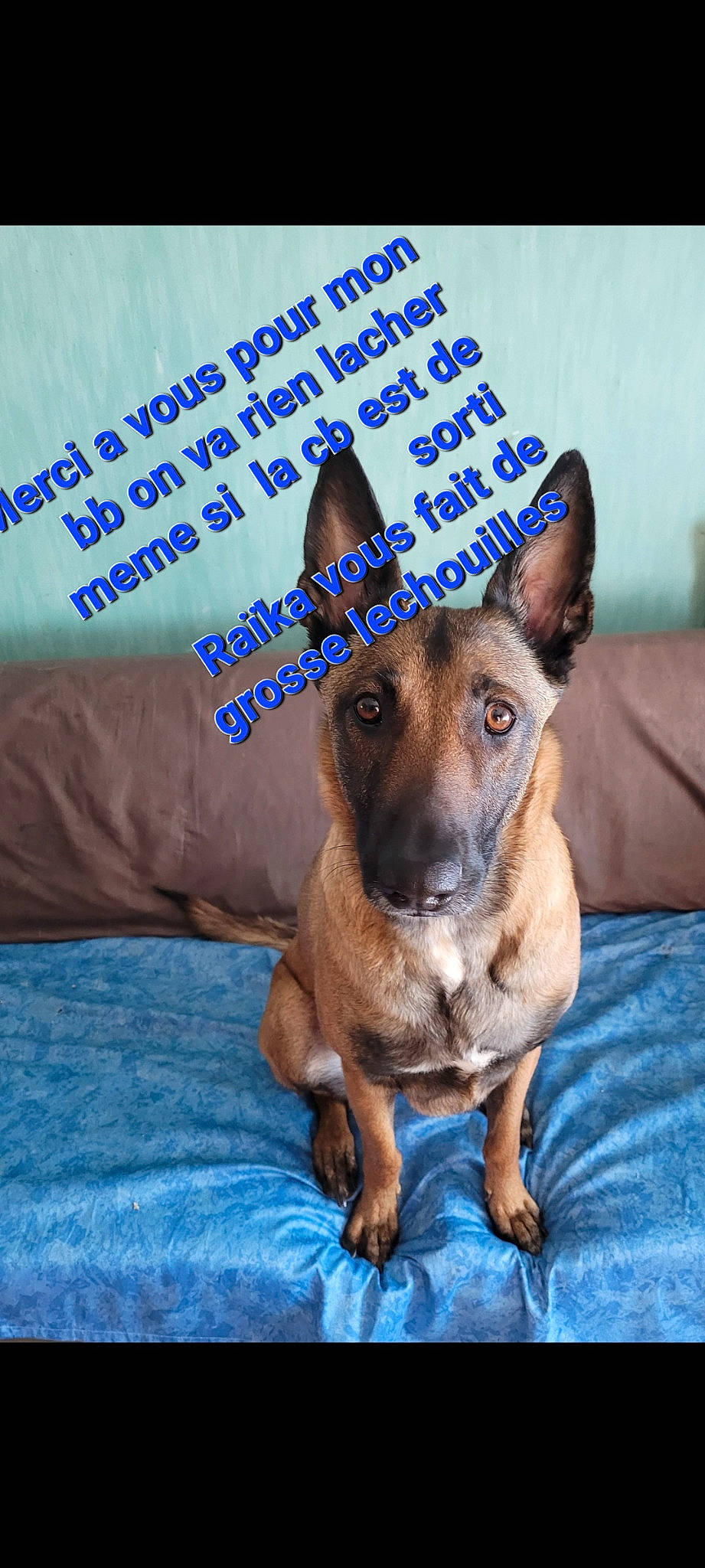 Raïka participe au concours pour gagner de l'argent avec cette photo : canidae, carnivore, comfort, companion_dog, costume_hat, dog, dog_breed, dog_supply, ear, electric_blue, fawn, font, fur, happy, hat, photo_caption, snout, terrestrial_animal, whiskers, working_animal