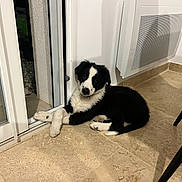 Volt a rejoint le concours — aidez-le/la à gagner de superbes lots ! puppy, dog, black_and_white, indoor, tile_floor, glass_door, relaxed, cute, pet, animal, young_dog, fur, crossed_paws, home, curious, resting, companion, domestic, adorable, house