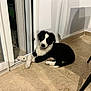 puppy, dog, black_and_white, indoor, tile_floor, glass_door, relaxed, cute, pet, animal, young_dog, fur, crossed_paws, home, curious, resting, companion, domestic, adorable, house