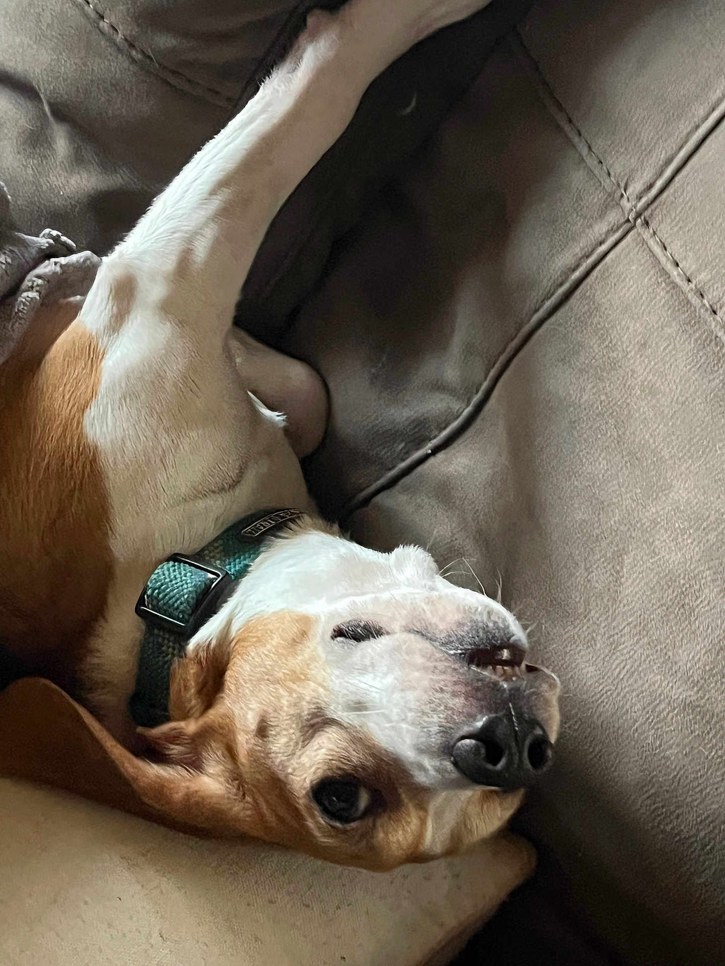 Bailey is registered to the contest to win money with this photo: dog, canine, pet, lying_down, upside_down, couch, sofa, collar, brown, white, fur, nose, ears, indoor, cozy, relaxed, closeup, face, animal, cute