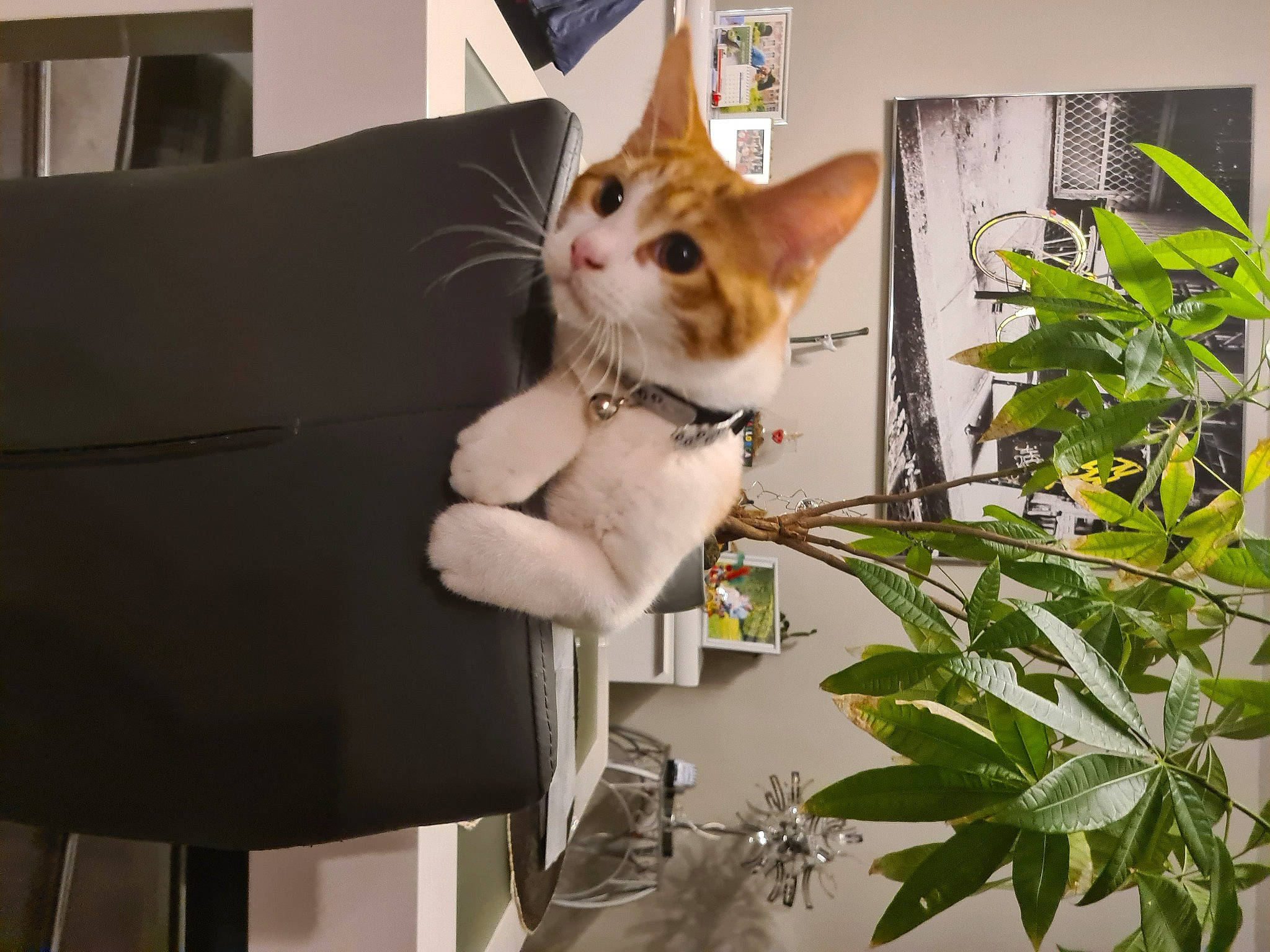 Diego a rejoint le concours — aidez-le/la à gagner de superbes lots ! box, cardboard, carnivore, cat, collar, couch, domestic_short_haired_cat, fawn, felidae, flowerpot, fur, houseplant, mammal, plant, shipping_box, small_to_medium_sized_cats, tail, whiskers, window, wood