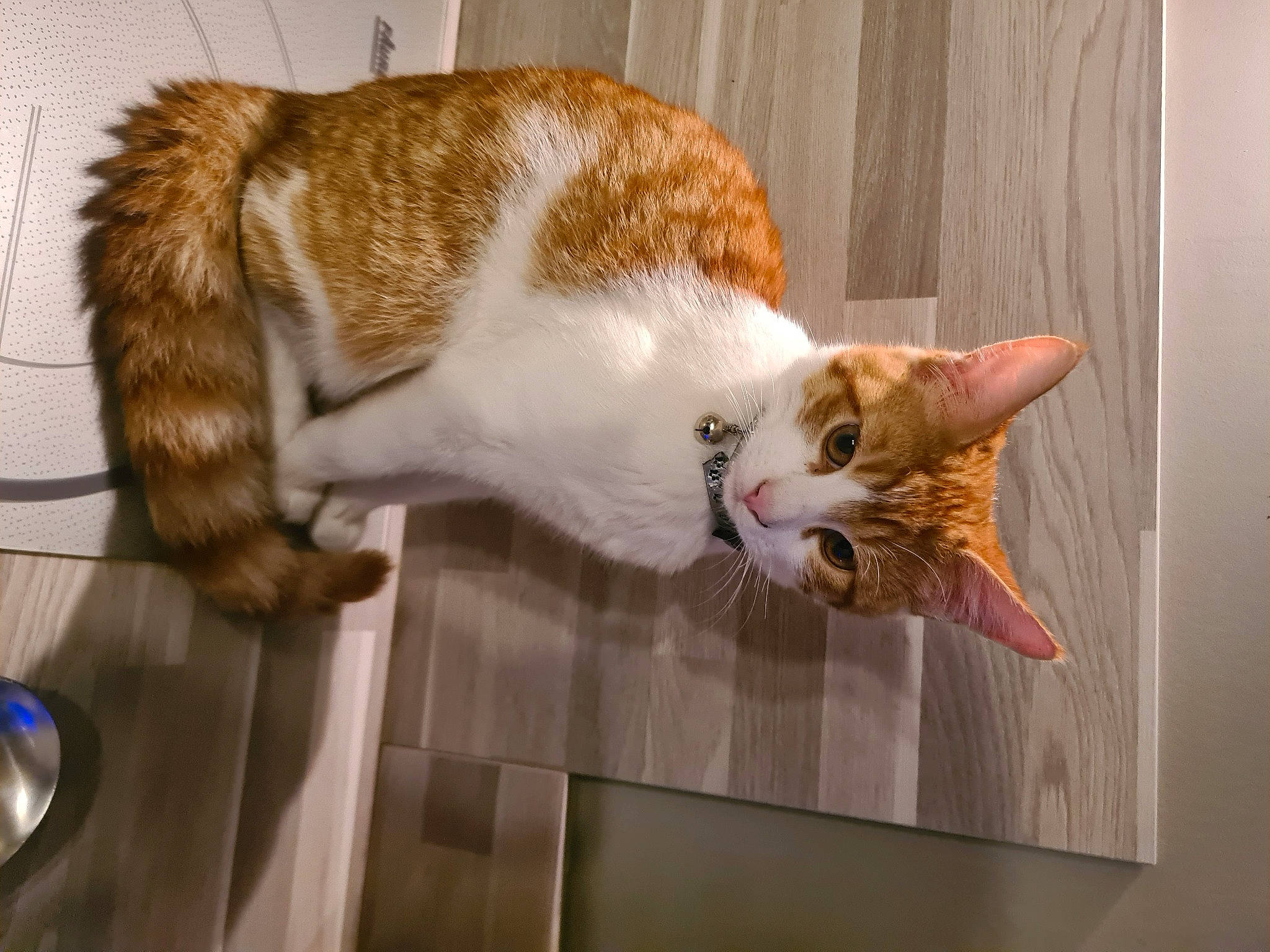 Diego a rejoint le concours — aidez-le/la à gagner de superbes lots ! canidae, carnivore, cat, claw, comfort, domestic_short_haired_cat, fawn, felidae, fur, paw, small_to_medium_sized_cats, snout, tail, whiskers, wood