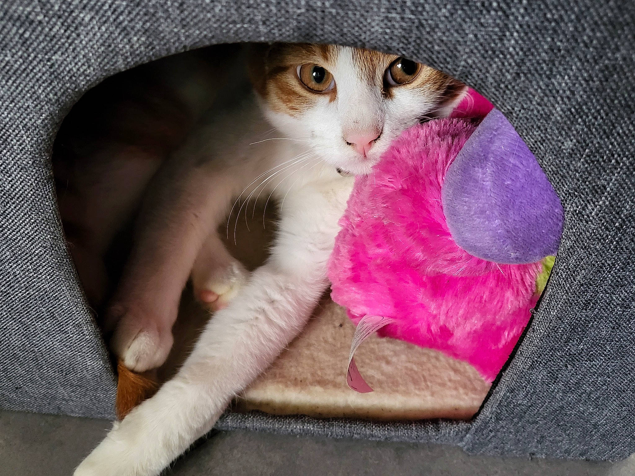 Diego a rejoint le concours — aidez-le/la à gagner de superbes lots ! carnivore, cat, comfort, domestic_short_haired_cat, eye, fashion_accessory, fawn, felidae, fur, hand, linens, magenta, nail, paw, small_to_medium_sized_cats, snout, tail, whiskers, wool, woolen