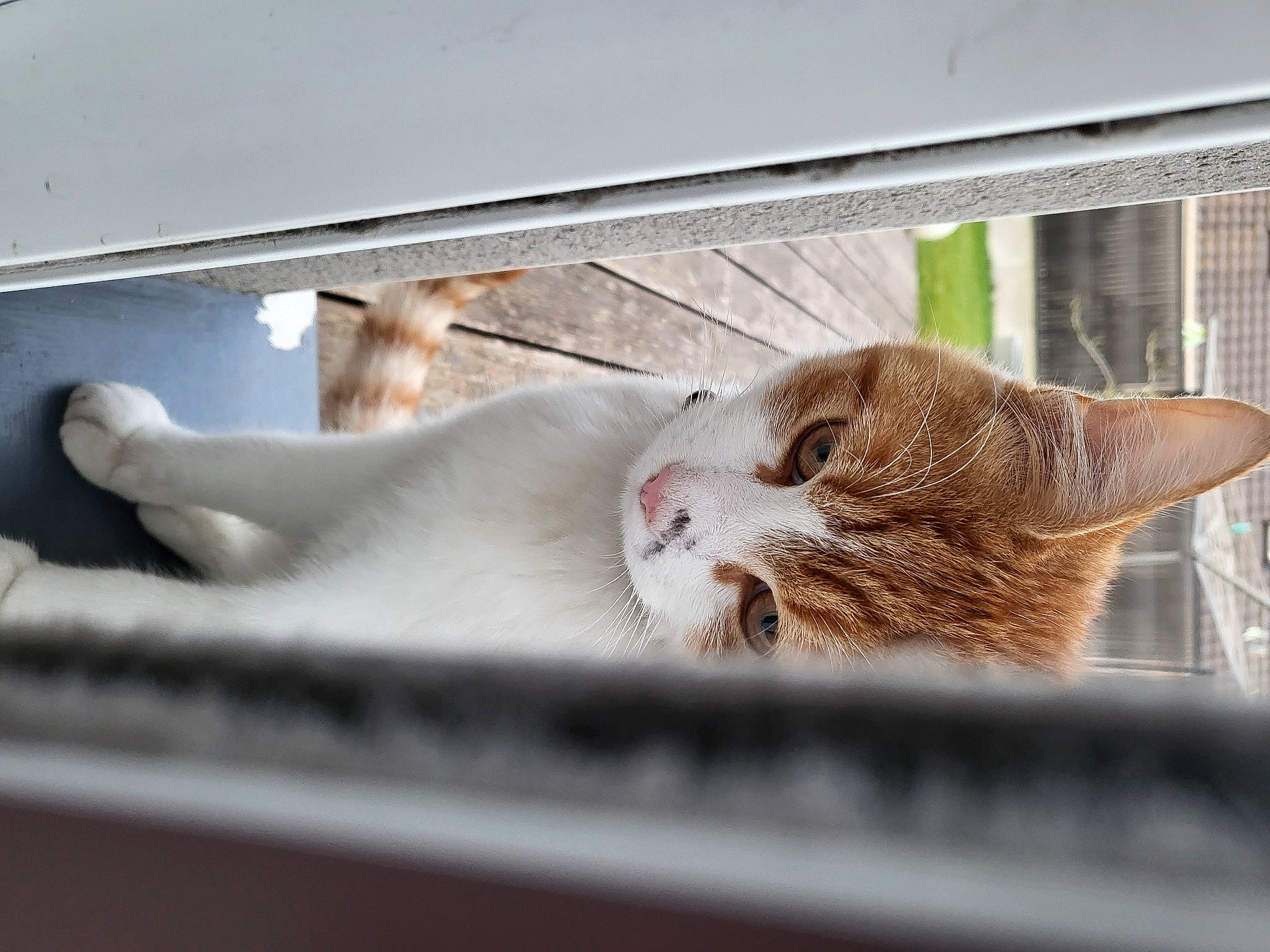 Diego participe au concours pour gagner de l'argent avec cette photo : animal_shelter, carnivore, cat, cat_supply, claw, comfort, domestic_short_haired_cat, eye, fawn, felidae, fur, mammal, paw, small_to_medium_sized_cats, snout, tail, terrestrial_animal, whiskers, window, wood