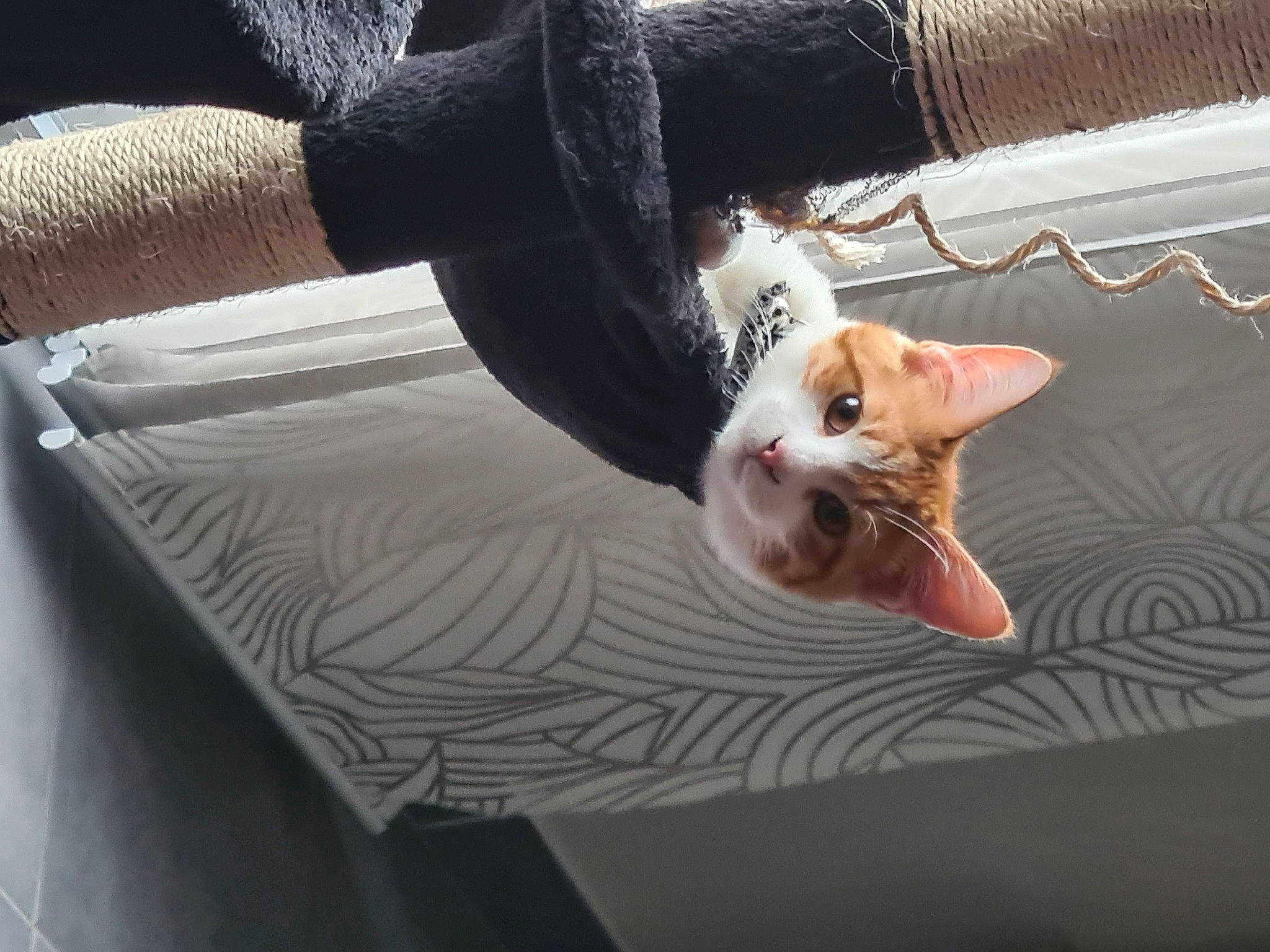 Diego a rejoint le concours — aidez-le/la à gagner de superbes lots ! carnivore, cat, comfort, domestic_short_haired_cat, elbow, fawn, felidae, foot, fur, gesture, grey, human_leg, leg, nail, paw, small_to_medium_sized_cats, tail, whiskers, wood, wrist