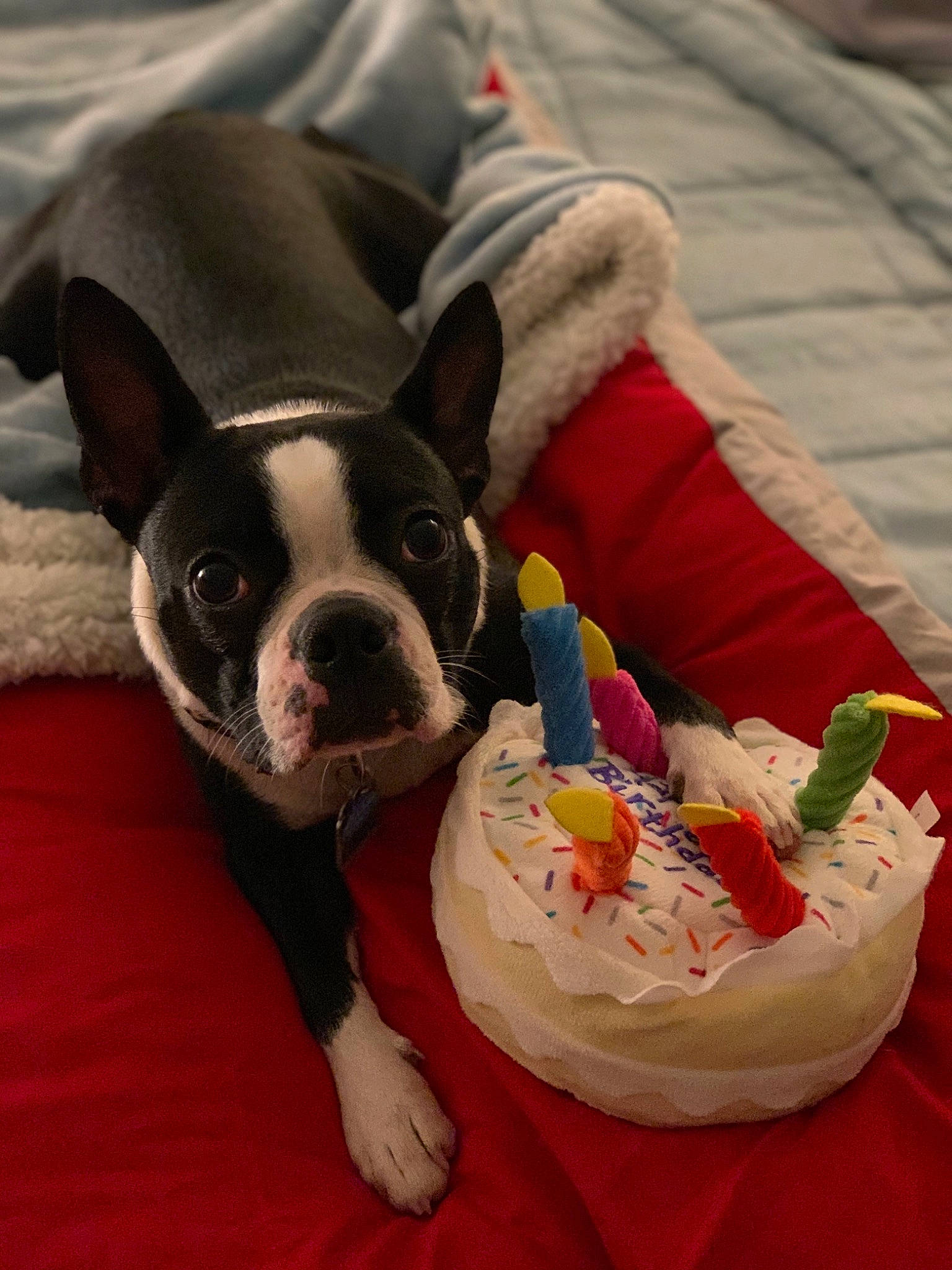 Fonzi is registered to the contest to win money with this photo: boston_terrier, canidae, carnivore, companion_dog, dog, dog_breed, dog_clothes, fawn, french_bulldog, mammal, non_sporting_group, puppy, snout, toy_bulldog, vertebrate
