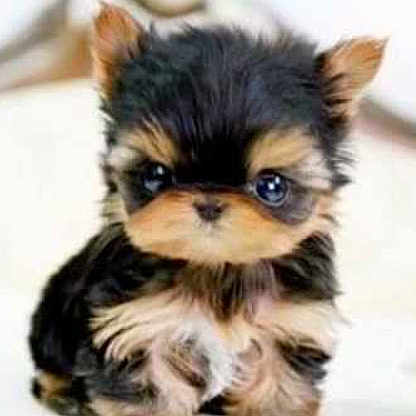 Cutie