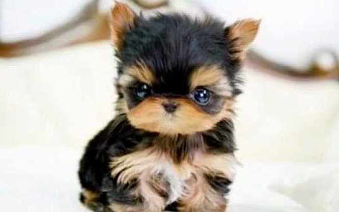 Cutie