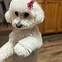 Princesa Lobo is registered to the contest to win money with this photo: animal, background_blur, bow, canine, companion, curious, cute, dog, domestic_animal, fluffy, fur, household, indoor, pet, poodle, portrait, small_dog, standing, white_dog, wooden_floor