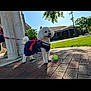 blue_dress, brick_path, building, canine, column, daylight, dog, grass, happy, leash, outdoor, pet, red_bow, side_view, small_dog, sunny, tennis_ball, tongue_out, tree, white_dog