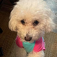 Princesa Lobo is registered to the contest to win money with this photo: blue, carpet, colorful_clothing, companion, curious, curly_fur, cute, dog, domestic, floor, fluffy, food_bowl, indoor, kibble, looking_up, paw, pet, pink, small_dog, white