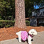 Princesa Lobo is registered to the contest to win money with this photo: bushes, canine, cute, daytime, dog, fur, greenery, house, leash, nature, outdoor, pet, pink_dress, residential_area, sidewalk, small_dog, sunny, tree, tree_bark, white_dog