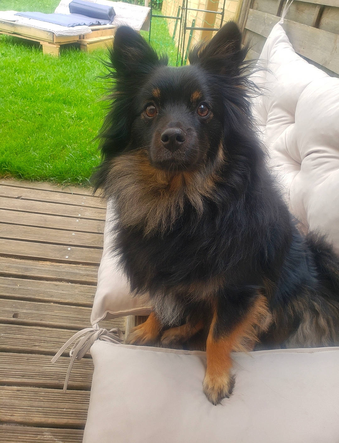 Soka participe au concours pour gagner de l'argent avec cette photo : ancient_dog_breeds, bohemian_shepherd, building, canidae, carnivore, companion_dog, dog, dog_breed, fur, herding_dog, snout, sporting_group, tail, toy_dog, working_animal, working_dog