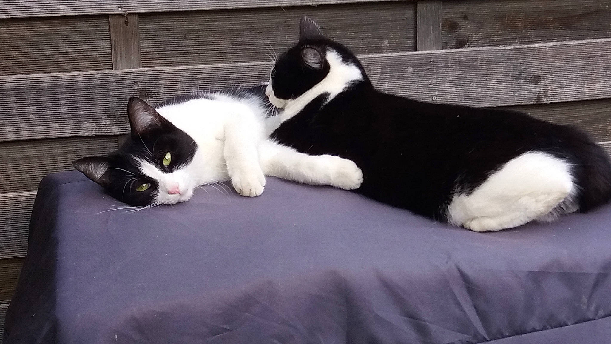 Chipie participe au concours pour gagner de l'argent avec cette photo : black_cat, carnivore, cat, comfort, domestic_short_haired_cat, felidae, formal_wear, fur, grey, linens, mammal, monochrome_photography, paw, sitting, small_to_medium_sized_cats, snout, tail, terrestrial_animal, vertebrate, whiskers