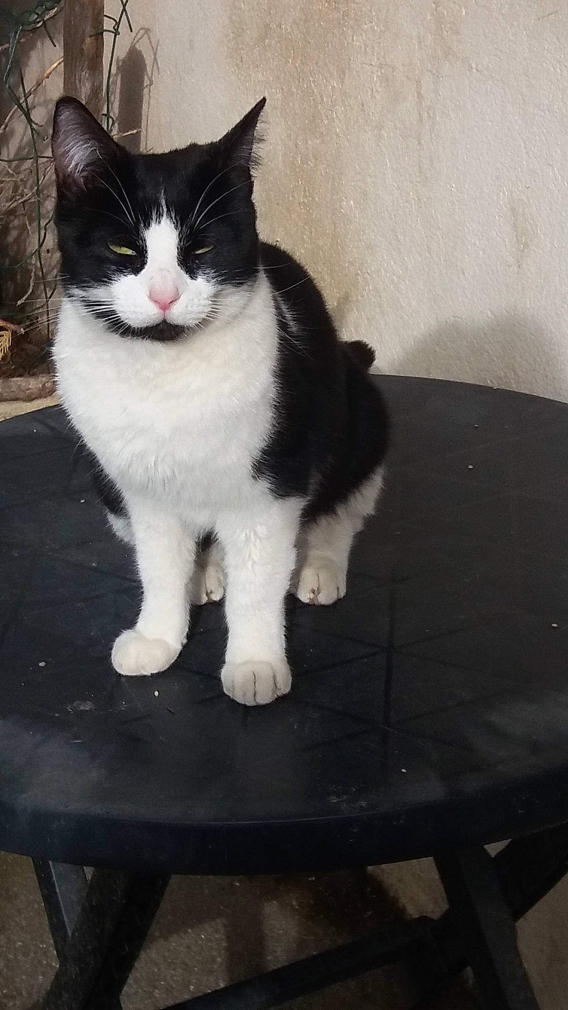 Chipie a rejoint le concours — aidez-le/la à gagner de superbes lots ! carnivore, cat, domestic_short_haired_cat, felidae, flooring, foot, formal_wear, fur, human_body, paw, sitting, small_to_medium_sized_cats, snout, tail, tree, whiskers