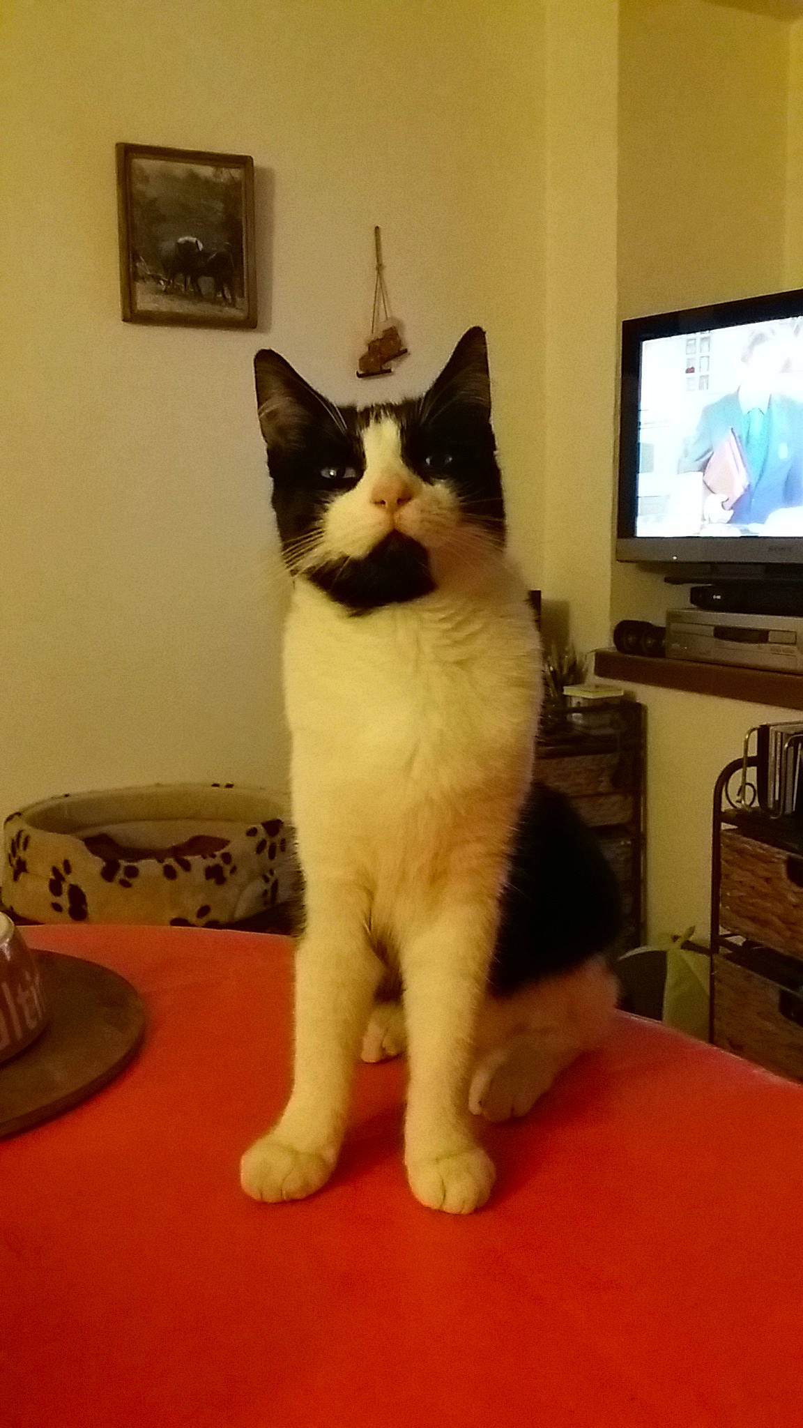 Chipie a rejoint le concours — aidez-le/la à gagner de superbes lots ! cable_television, carnivore, cat, comfort, display_device, domestic_short_haired_cat, entertainment_center, felidae, flat_panel_display, flooring, fur, home_appliance, paw, small_to_medium_sized_cats, snout, tail, television, television_set, whiskers, window