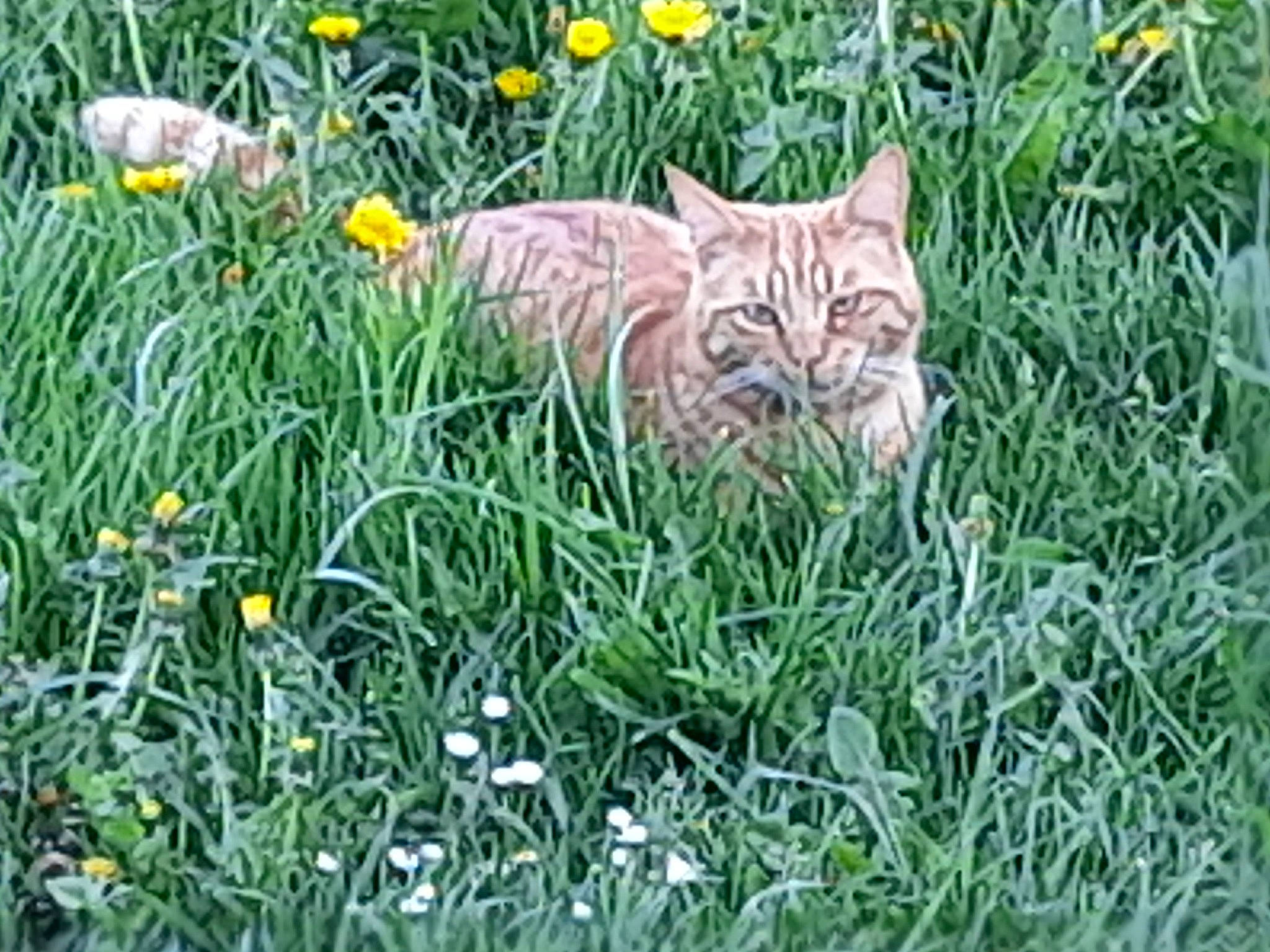 Rouky a rejoint le concours — aidez-le/la à gagner de superbes lots ! botany, carnivore, cat, domestic_short_haired_cat, fawn, felidae, flower, fur, grass, grass_family, grassland, groundcover, meadow, plant, prairie, small_to_medium_sized_cats, snout, terrestrial_animal, vegetation, whiskers