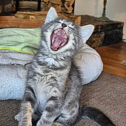 Ellie Mae is registered to the contest to win money with this photo: kitten, cat, yawning, gray_tabby, feline, pet, indoor, cozy, blanket, wood_logs, fur, whiskers, tongue, teeth, paws, tail, sitting, mouth_open, cute, animal
