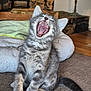 kitten, cat, yawning, gray_tabby, feline, pet, indoor, cozy, blanket, wood_logs, fur, whiskers, tongue, teeth, paws, tail, sitting, mouth_open, cute, animal