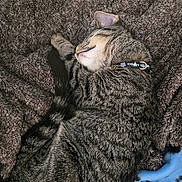 Bosun joined the competition — help win amazing prizes! animal, blue_blanket, brown_blanket, cat, close_up, collar, cozy, curled_up, cute, domestic_cat, fluffy_blanket, fur, indoor, paw, pet, relaxed, resting, sleeping, tabby_cat, whiskers